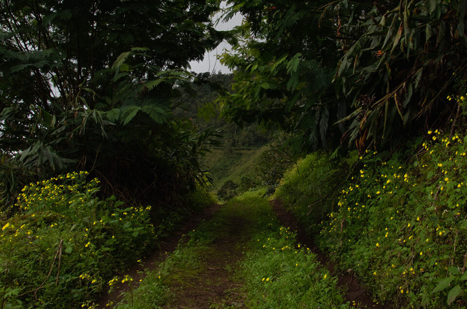 Scenic driveway in Jamaica's Blue Mountains adorned with yellow flowers and lush greenery.