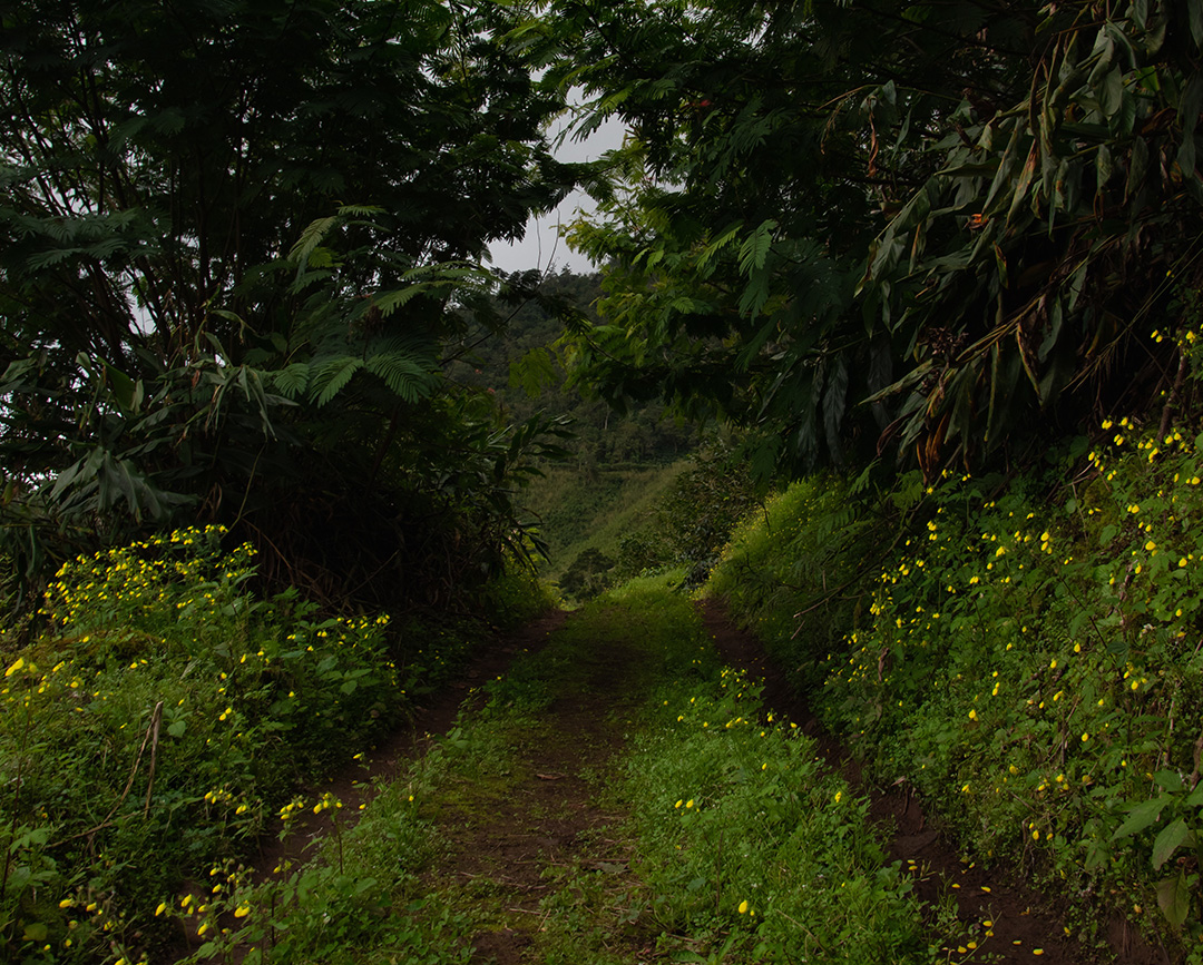 Scenic driveway in Jamaica's Blue Mountains adorned with yellow flowers and lush greenery.