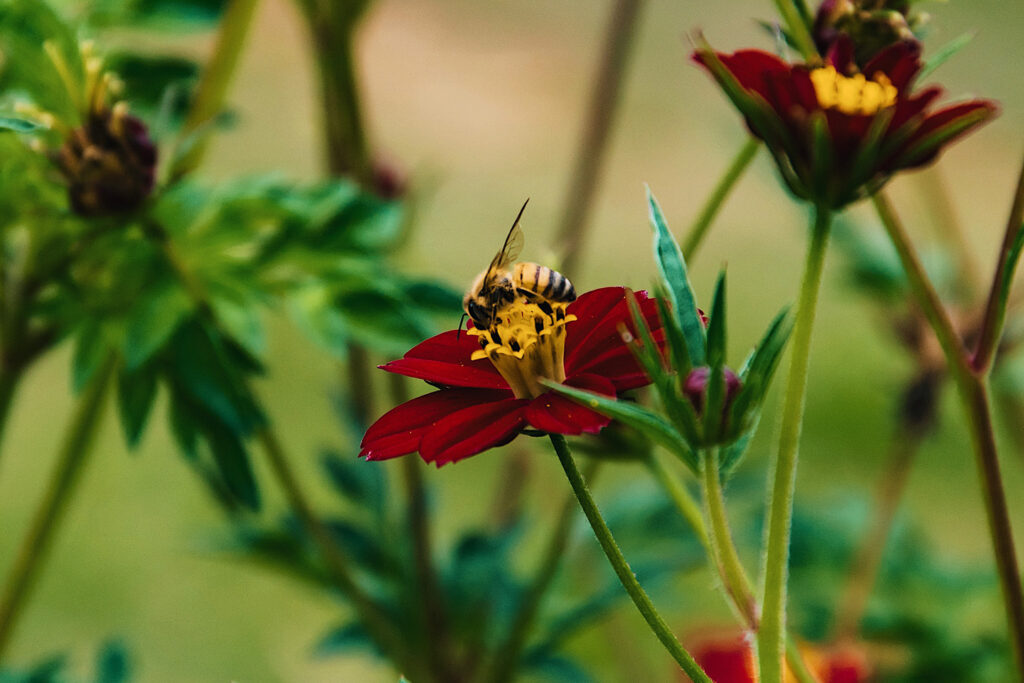 Bee collecting nectar from a vibrant red flower in Jamaica's Blue Mountains.