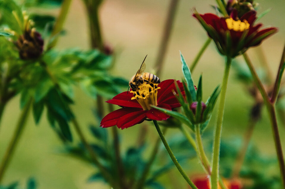 Bee collecting nectar from a vibrant red flower in Jamaica's Blue Mountains.