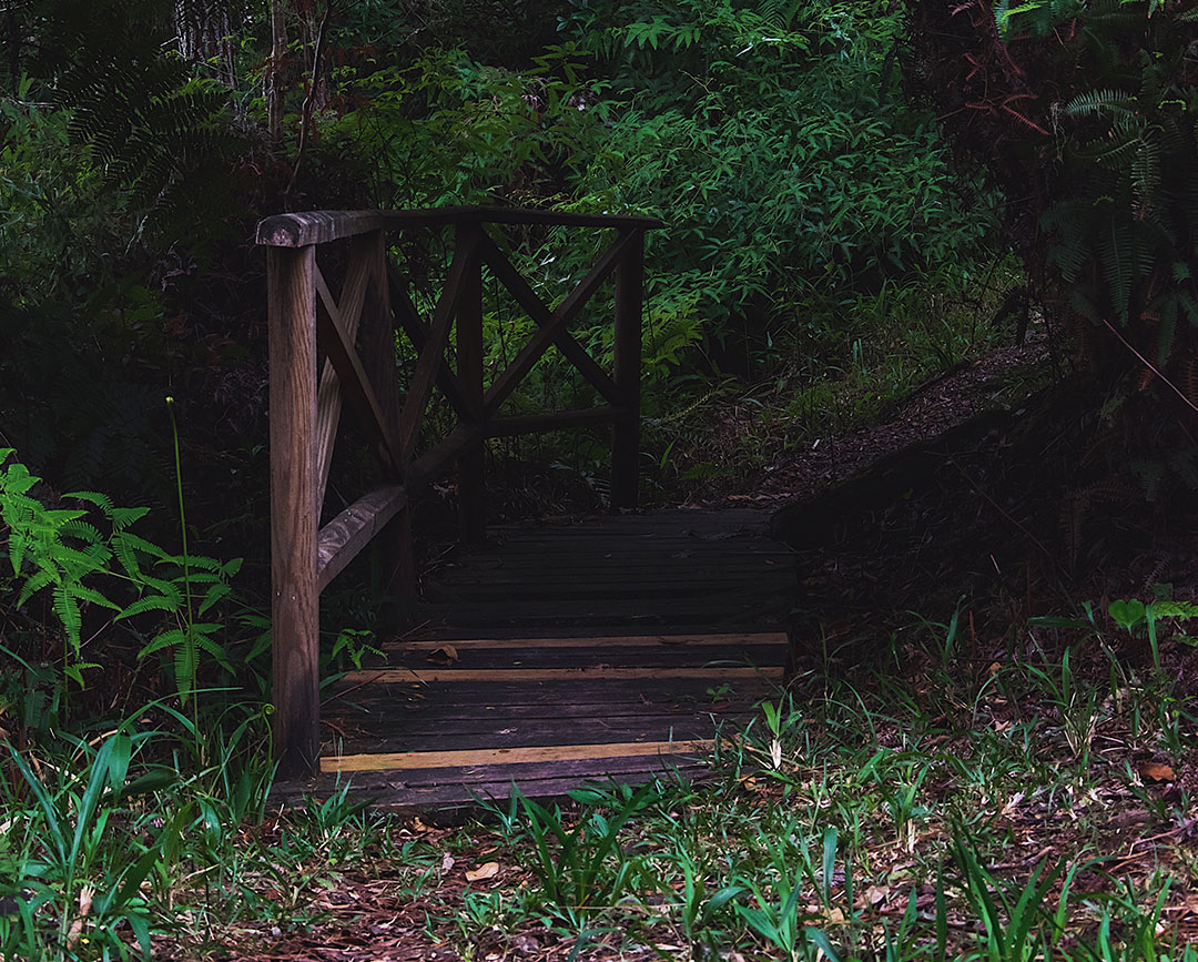 Wooden bridge stretching across a serene nature trail in Jamaica, bathed in dappled sunlight.