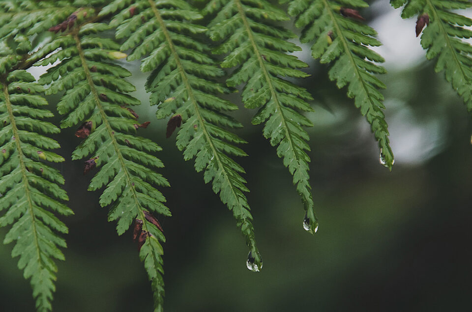 Dewdrops on green fern leaves symbolizing nature's meticulous timing.