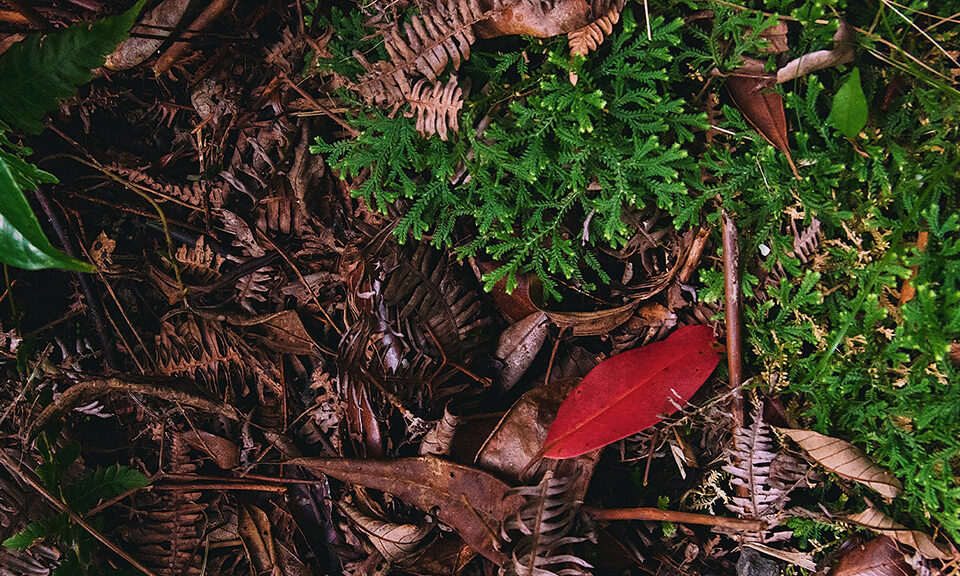 Close-up of mixed leaf litter on a Jamaican nature trail, highlighting a distinct near-red leaf among fresh green plants.