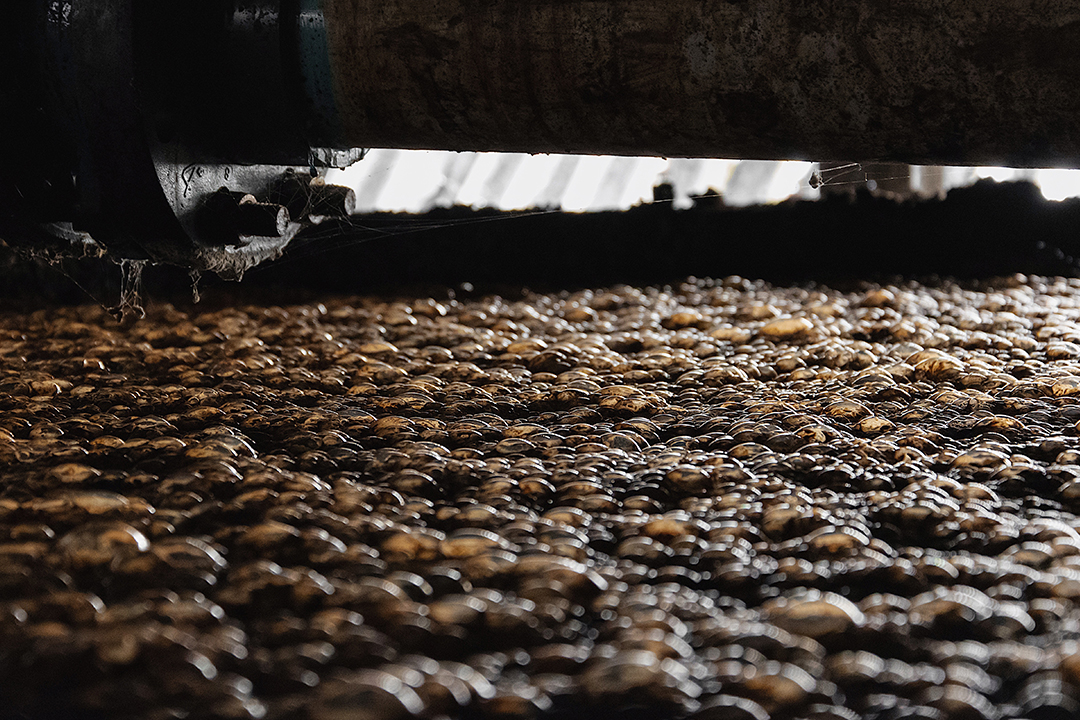 Bubbling fermentation in progress with wild yeast at a Jamaican distillery, showcasing the natural beginning of rum production.