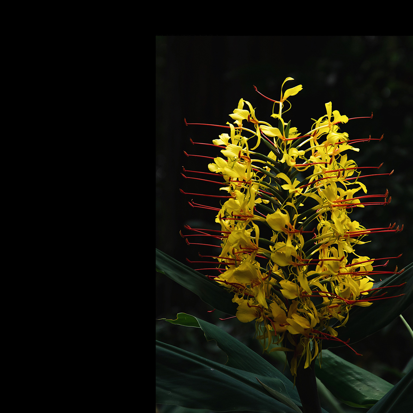 Ginger lily in the Blue Mountains, embodying a nature-inspired marketing strategy.